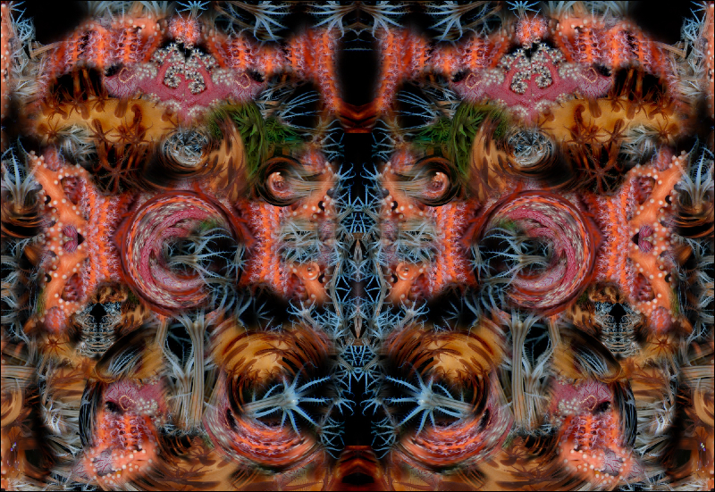 Coral Reef Mosaic 101