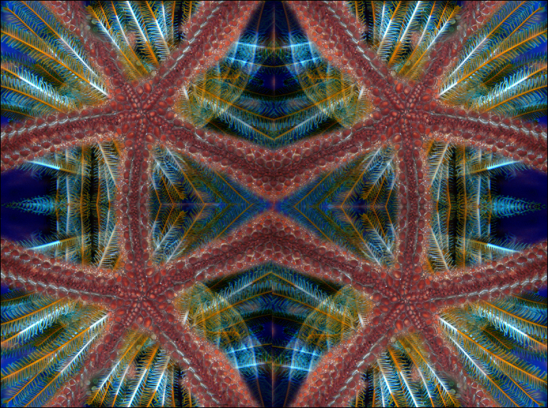 Coral Reef Mosaic 147