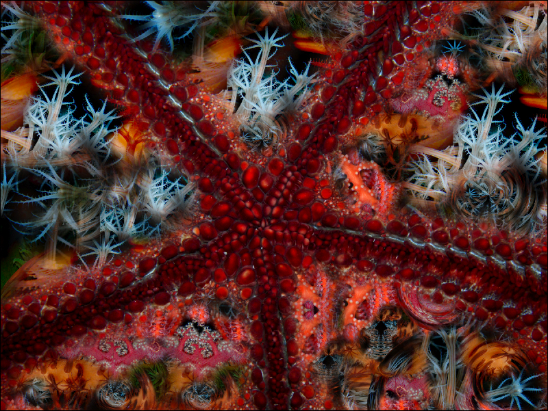 Coral Reef Mosaic 149