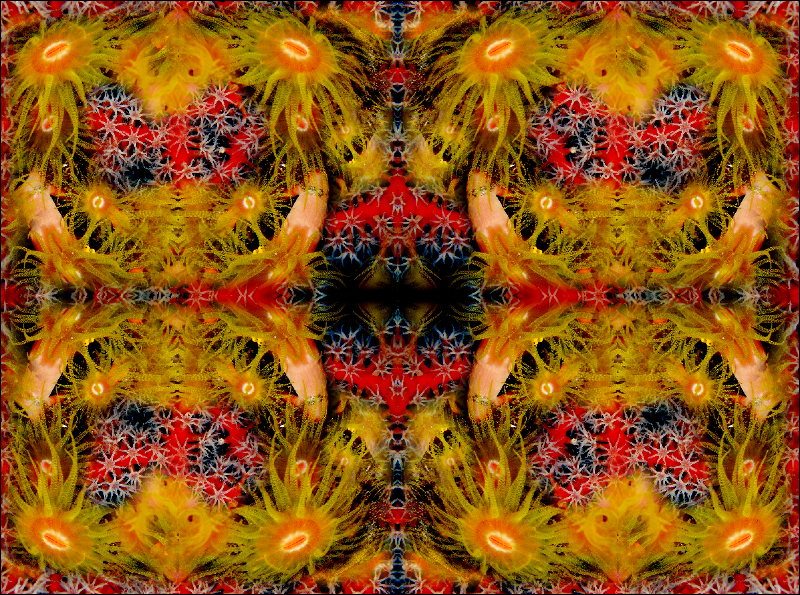 Coral Reef Mosaic 157