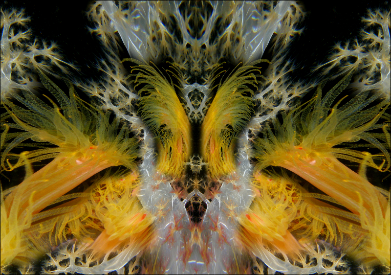 Coral Reef Mosaic 158