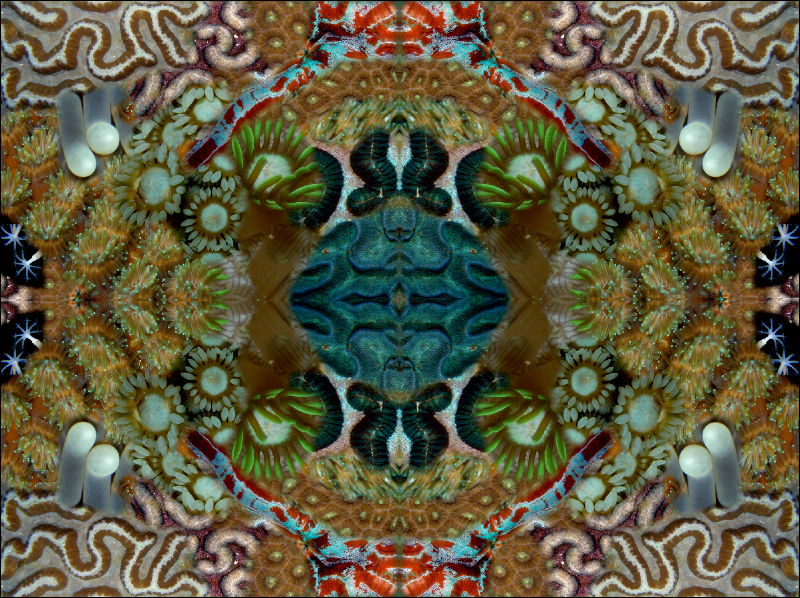 Coral Reef Mosaic 174
