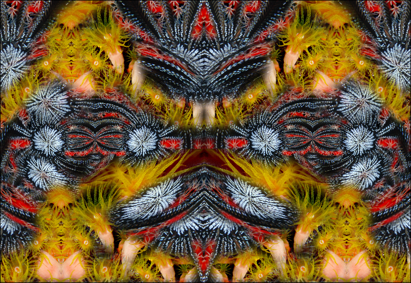 Coral Reef Mosaic 182