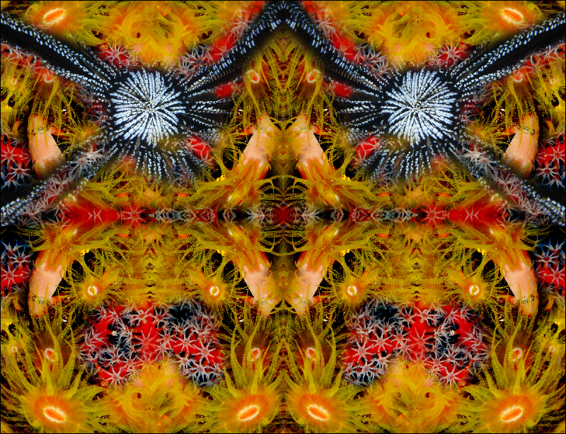 Coral Reef Mosaic 183