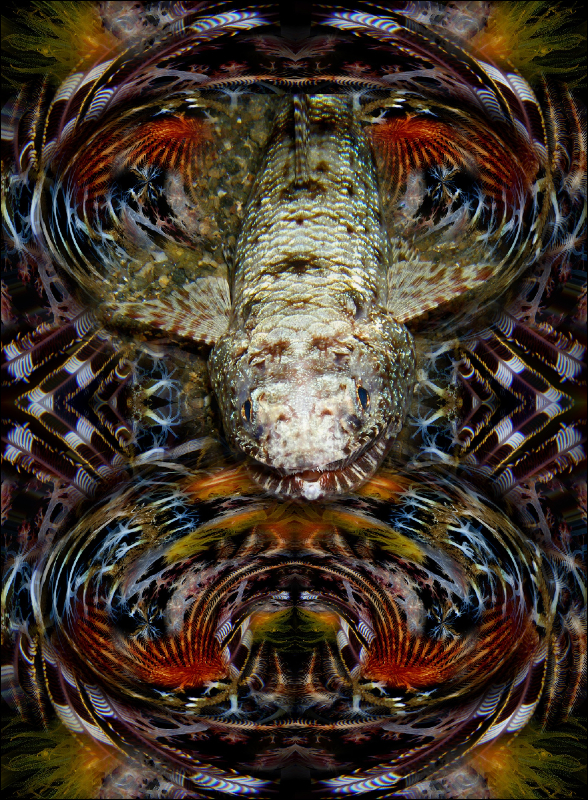 Coral Reef Mosaic 202