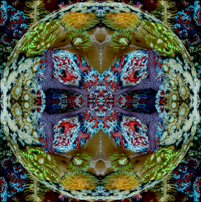 Coral Reef Mosaic 203