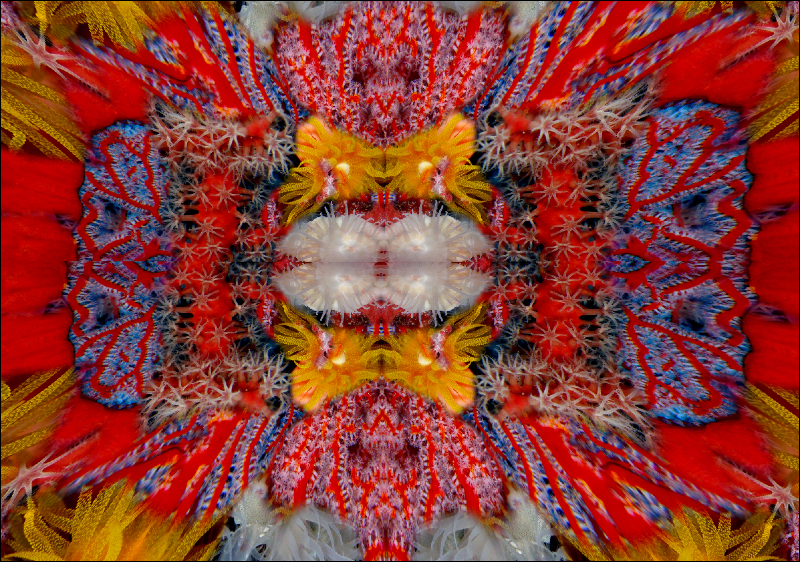 Coral Reef Mosaic 218