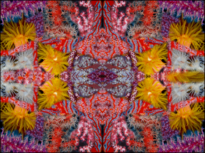 Coral Reef Mosaic 22