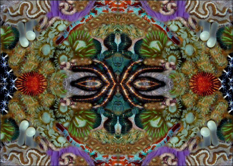 Coral Reef Mosaic 224