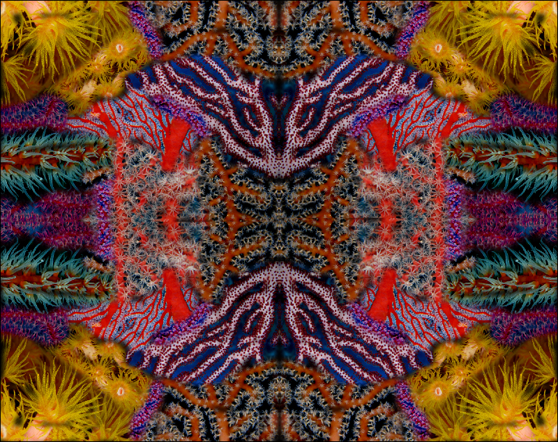 Coral Reef Mosaic 250