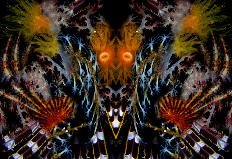 Coral Reef Mosaic 263