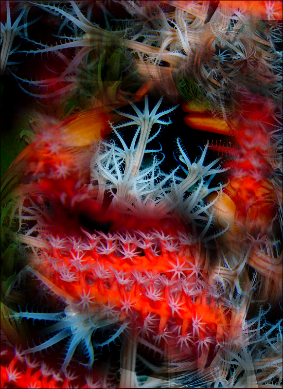 Coral Reef Mosaic 270