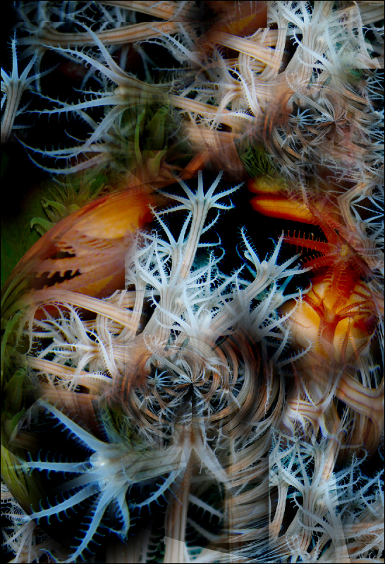 Coral Reef Mosaic 272