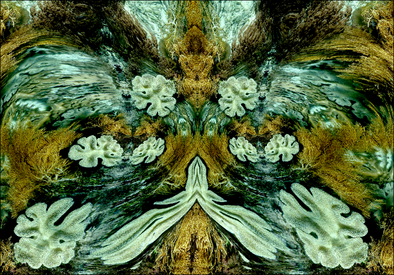 Coral Reef Mosaic 280