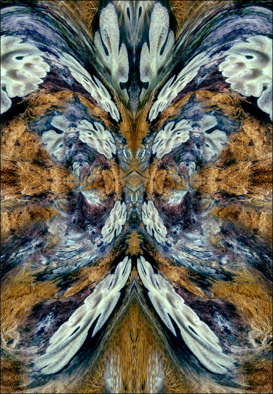 Coral Reef Mosaic 281