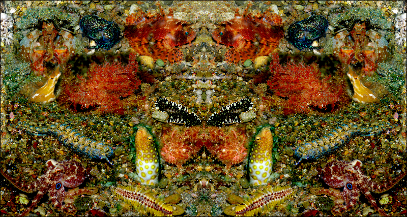 Coral Reef Mosaic 290