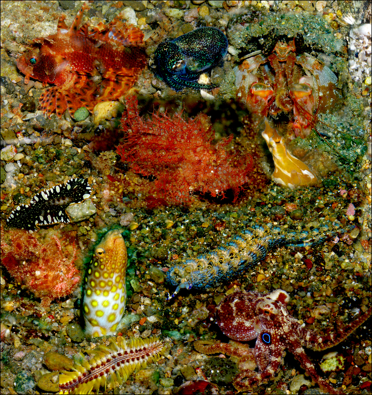 Coral Reef Mosaic 293