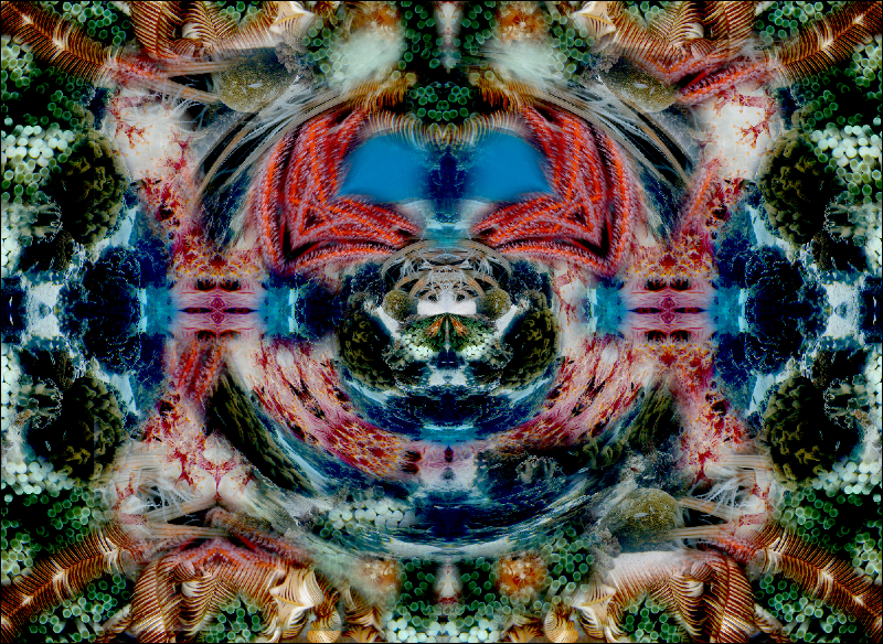 Coral Reef Mosaic 294