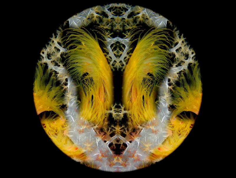 Coral Reef Mosaic 304