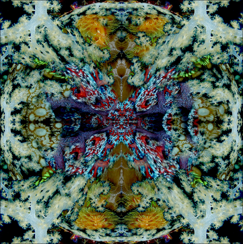 Coral Reef Mosaic 52