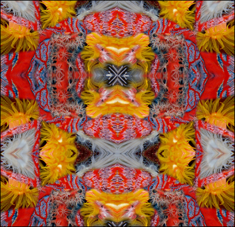 Coral Reef Mosaic 53