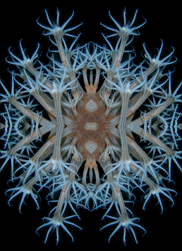 Coral Reef Mosaic 67