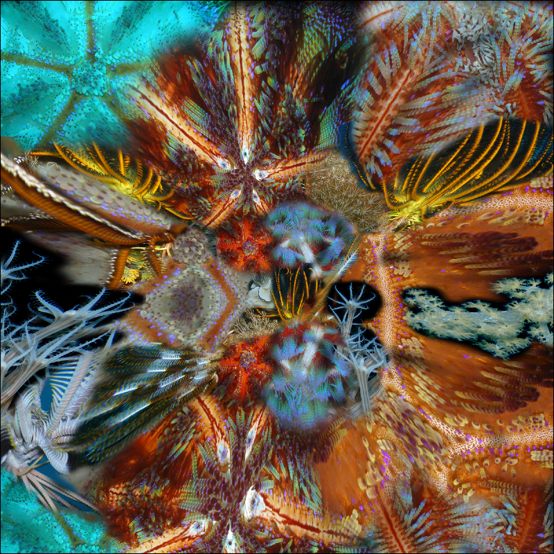 Coral Reef Mosaic 79