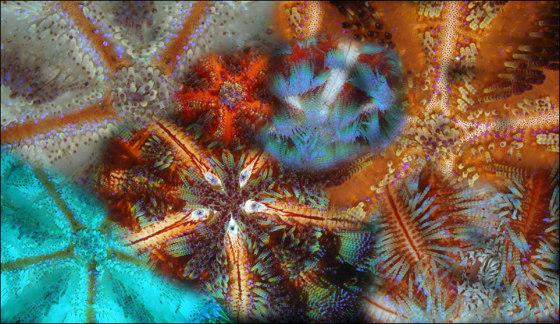 Coral Reef Mosaic 80