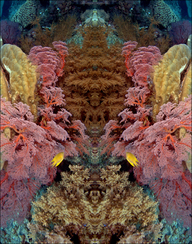 Coral Reef Mosaic 81