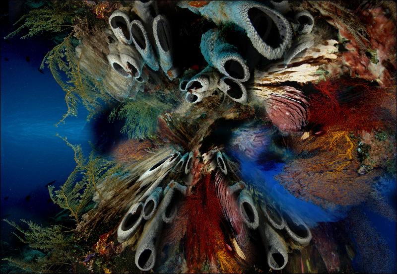 Coral Reef Mosaic 96