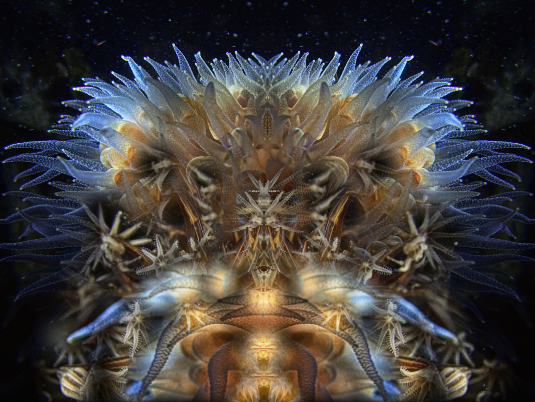 Oceanist 2 5