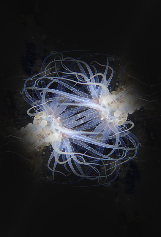 Oceanist Serie 2