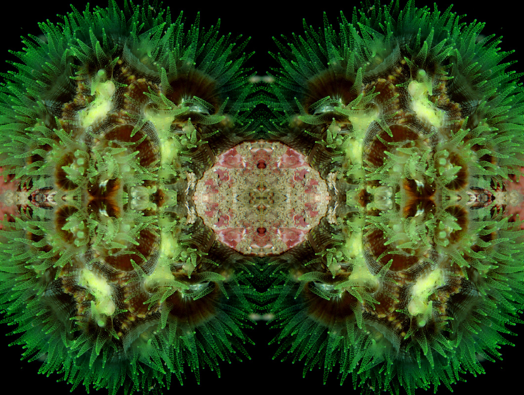 Reef Mosaic 4