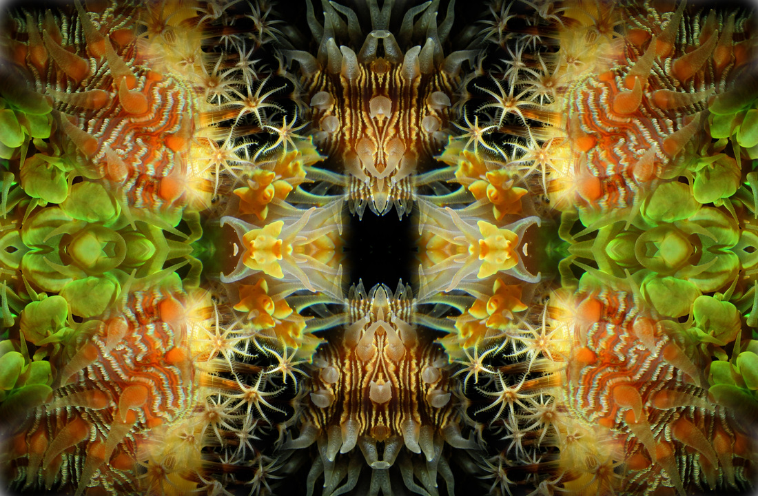 Reef Mosaic 5