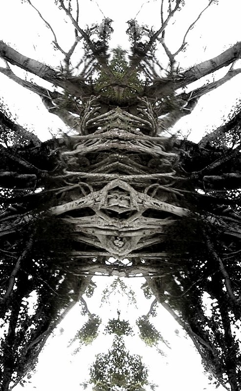 Spirit of the Forest 3