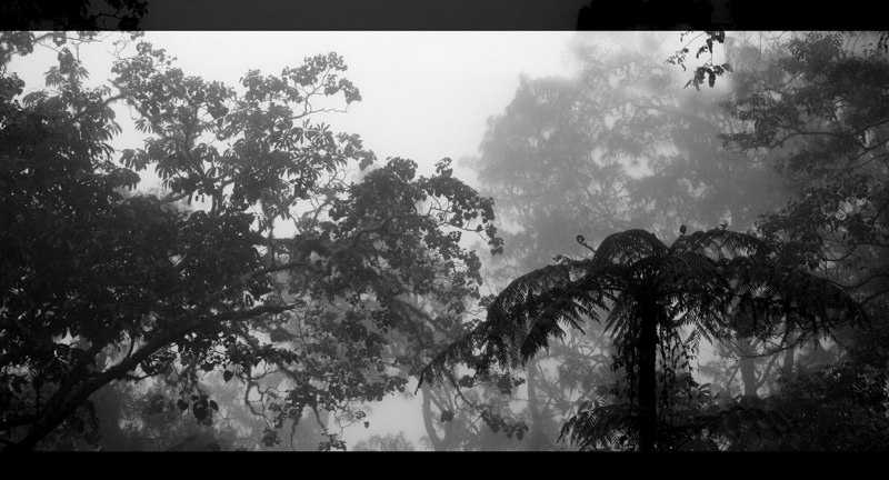 Spirit of the Forest 5