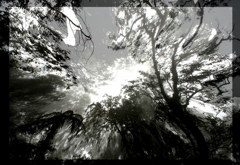 Spirit of the Forest 7