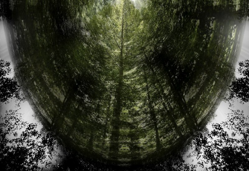Spirit of the Forest 11