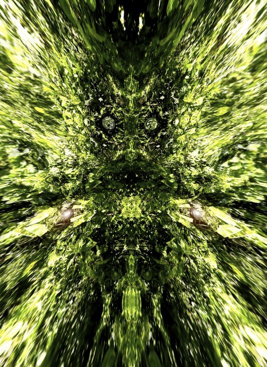 Spirit of the Forest 24