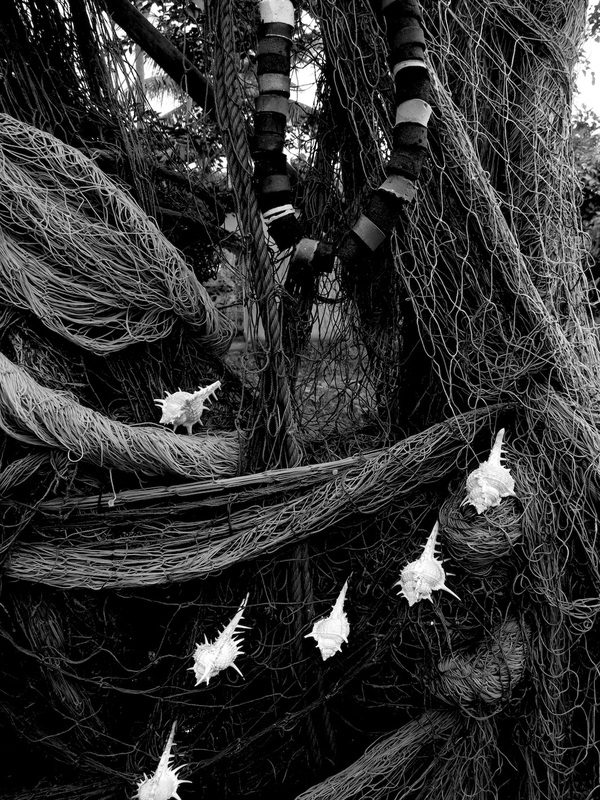 Nets and Shells