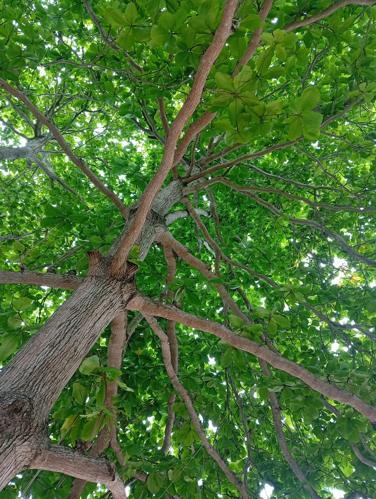 Under the sea almond tree
