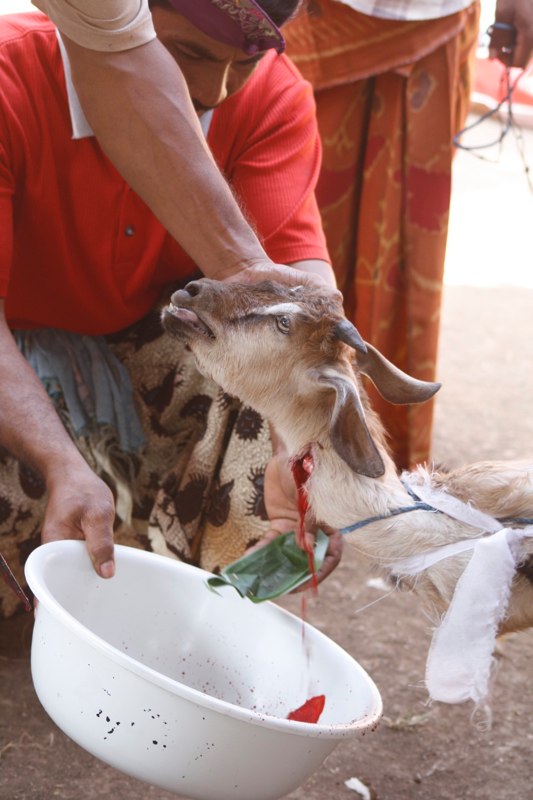 Bali Ceremonies 207