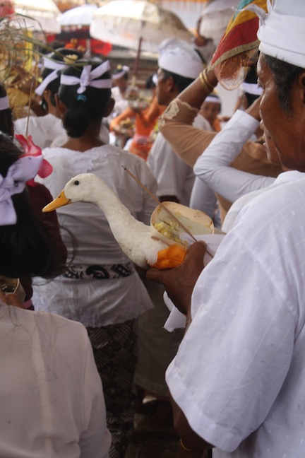 Bali Ceremonies 498