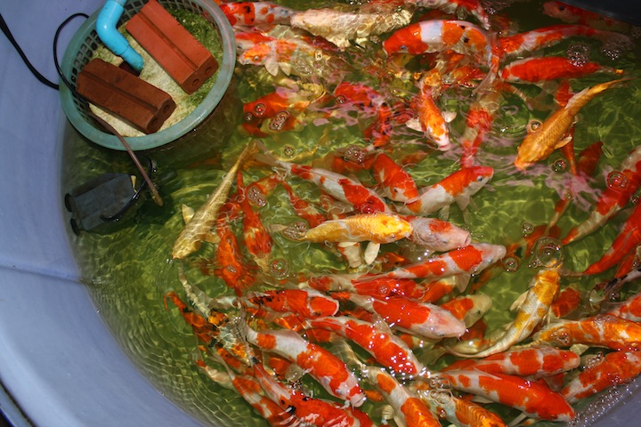 Thailand 7