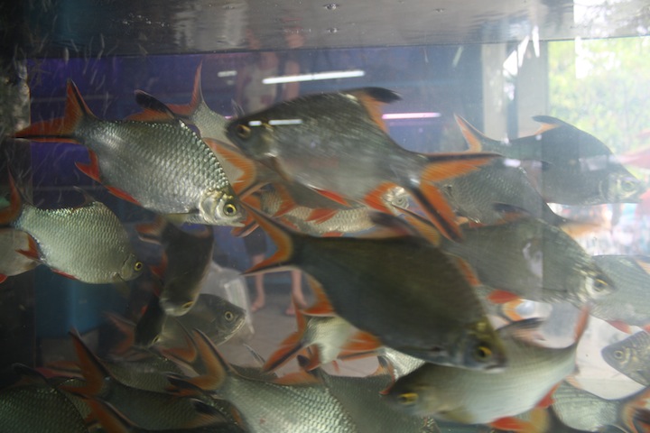Thailand 15