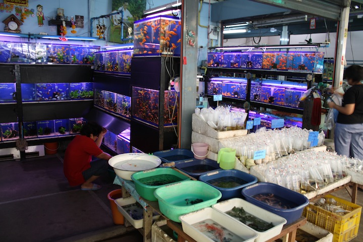 Thailand 19