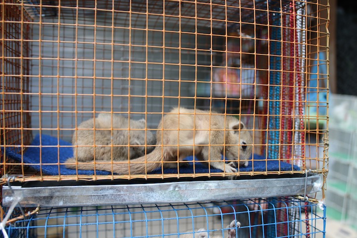 Thailand 24