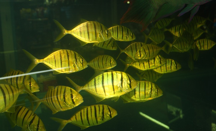 Thailand 28