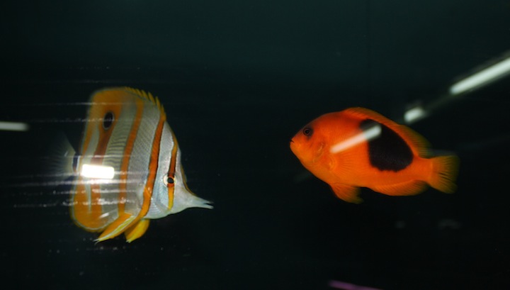 Thailand 34