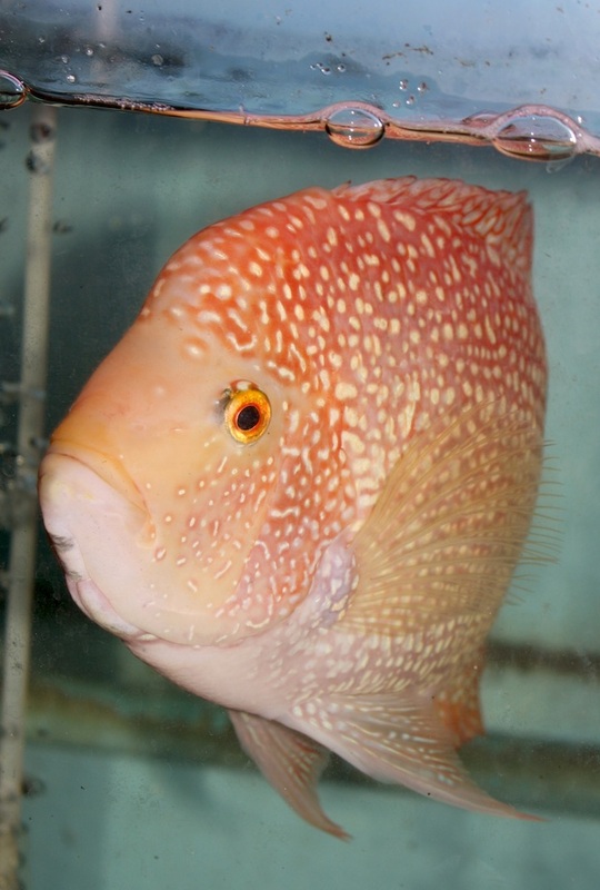 Thailand 39